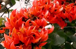 कविताएं: मौन में पलाश और प्रार्थना में उठे हाथ