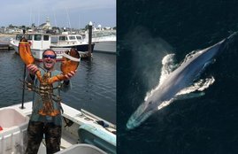 US, Lobster Diver, Whale