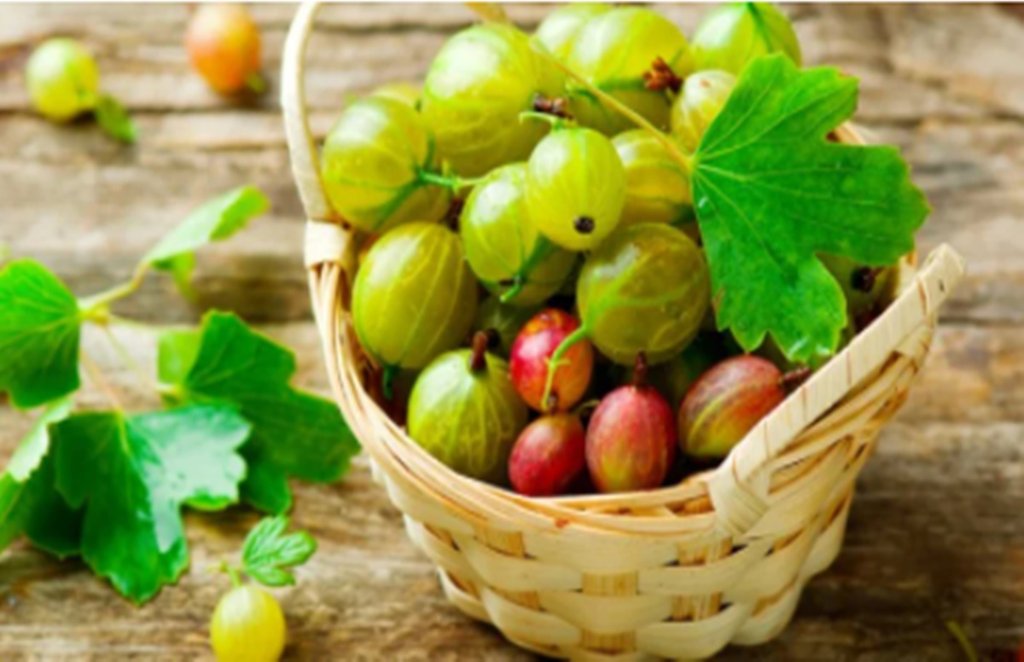 amla, amla side effects, health