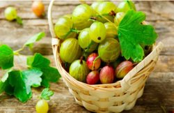 आंवले का अधिक सेवन लिवर को कर सकता है डैमेज, हो सकती हैं ये बीमारियां