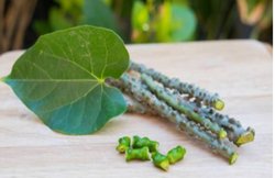 बॉडी में ब्लड शुगर लेवल को कंट्रोल करने में कारगर है गिलोय, जानिये दूसरे घरेलू उपाय