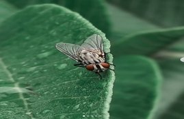 housefly, lifestyle, lifestyle news