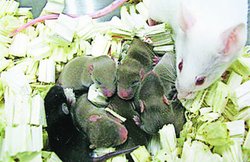 अंतरिक्ष में जीवन पैदा करने की तैयारी