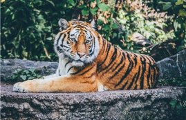 tiger, bangladesh