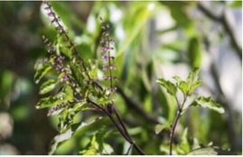 tulsi, tulsi leaves, tulsi leaves benefits