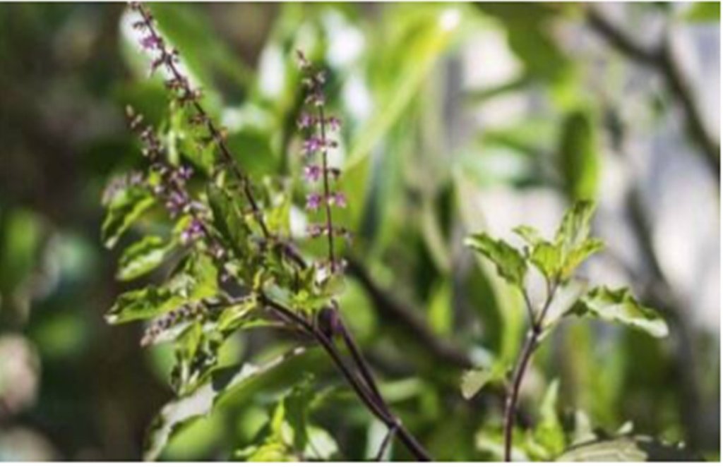 tulsi, tulsi leaves, tulsi leaves benefits