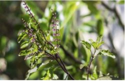 सर्दी-खांसी की समस्या से निजात दिलाने में कारगर हैं तुलसी के पत्ते, इस तरह करें सेवन