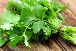 Uric Acid कंट्रोल करने में मददगार साबित हो सकता है हरा धनिया, जानें कैसे करें&nbsp;सेवन