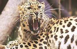 Leopard, Leopard Attck, Leopard Old Man, Indore, Madhya Pradesh,