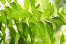 Neem, diabetes, neem health benefits