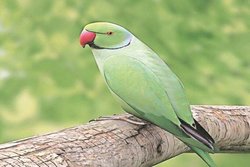 नैतिकता का महत्व और ज्ञानी तोता