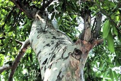 हाई बीपी को कंट्रोल करने के साथ ही हार्ट अटैक के खतरे से भी बचाती है अर्जुन के पेड़ की छाल, जानिये किस तरह करें इस्तेमाल