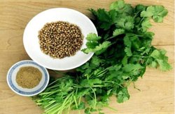 डायबिटीज के मरीज इस तरह करें धनिया का इस्तेमाल, ब्लड शुगर लेवल रहता है कंट्रोल