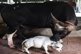Assam, A NEW Bill to protect cattle, CM Himanta Biswa Sarma, Assam Cattle Preservation Bill 2021, Assam Cattle Preservation Act, 1950