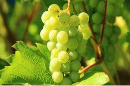 Lifestyle, Skin Care, Grapes Face Pack