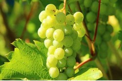 त्वचा को खूबसूरत और ग्लोइंग बनाने में मदद करता है अंगूर का फेस पैक और स्क्रब, घर पर इस तरह करें&nbsp;तैयार