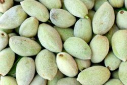 Weight Loss: वजन घटाने में कारगर हैं हरे बादाम, दिल और पाचन तंत्र को भी रखतें हैं दुरुस्त