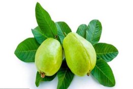blood sugar level, guava,health news