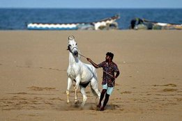 Ajmer, Rajasthan, Horse