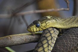 snake dream, sapne me sanp dekhna, sapne me snake dekhna, saap ke sapne, dream interpretation,