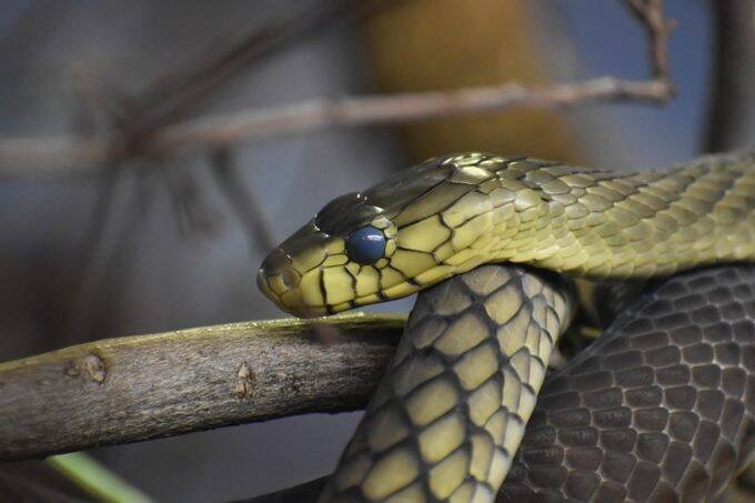 snake dream, sapne me sanp dekhna, sapne me snake dekhna, saap ke sapne, dream interpretation,