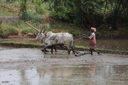Farmer, Odisha, MSP, National News