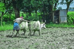 Farmer Generic, Uttar Pradesh Farmer