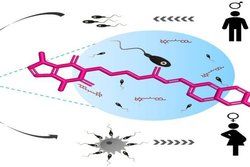 आईवीएफ की सफलता दर को और बेहतर बनाएगी नई&nbsp;तकनीक