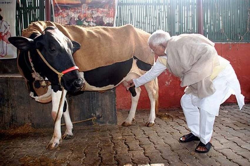 और नेताओं से उलट लालू प्रसाद यादव गाय पालने के शौकीन हैं। बिहार में अपने पटना आवास पर तो लालू ने दर्जनों गाय पाली ही हैं साथ ही दिल्ली के आवास पर भी वह गाय रखा करते थे। लालू अपनी गायों के बेहद करीब हैं। (यह भी पढ़ें: राबड़ी देवी के पास हैं 22 लाख की गायें, 5 लाख के असलहे भी रखी हैं तेजस्वी यादव की मां )