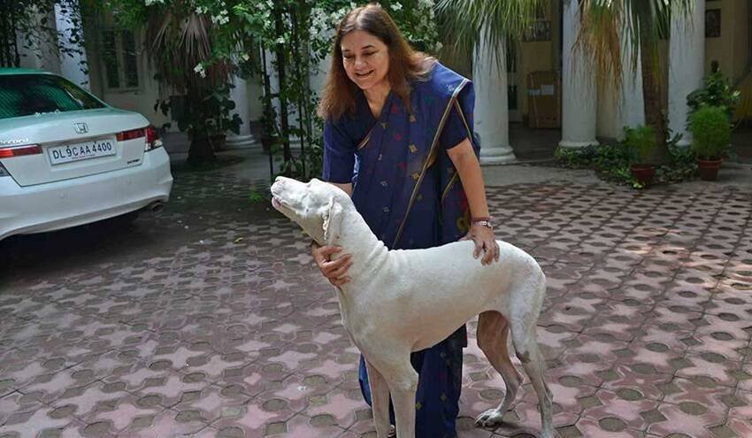 बीजेपी सांसद मेनका गांधी अपने पालतू कुत्ते के साथ। (यह भी पढ़ें: बेटी की मौत से टूट गए थे वरुण गांधी, PM मोदी ने किया था फोन, 2 साल बाद सच हुई थी उनकी बात )