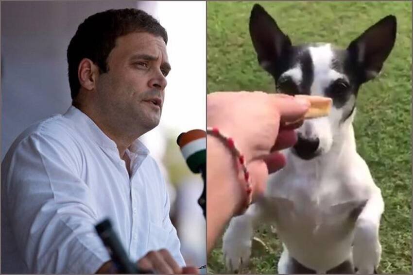 राहुल गांधी का डॉगी पिडी काफी चर्चा में रह चुका है।