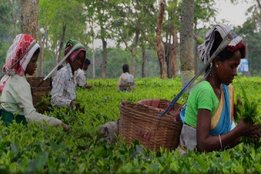 McLeod Russel, Tea Producer