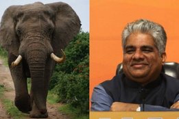 bhupendra yadav, bjp, elephant