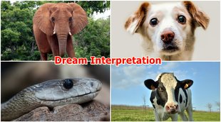 dream interrelation, dream astrology, sapno ka maltlab, animals dream, dream meaning, dreams,
