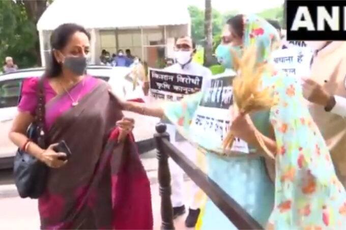मंगलवार को जैसे ही सदन की कार्यवाही में शामिल होने के लिए भाजपा सांसद हेमा मालिनी गेट नंबर चार से जाने लगीं तो अकाली सांसद हरसिमरत कौर बादल ने उन्हें रोककर गेहूं की बाली थमा दी। (फोटो - एएनआई)