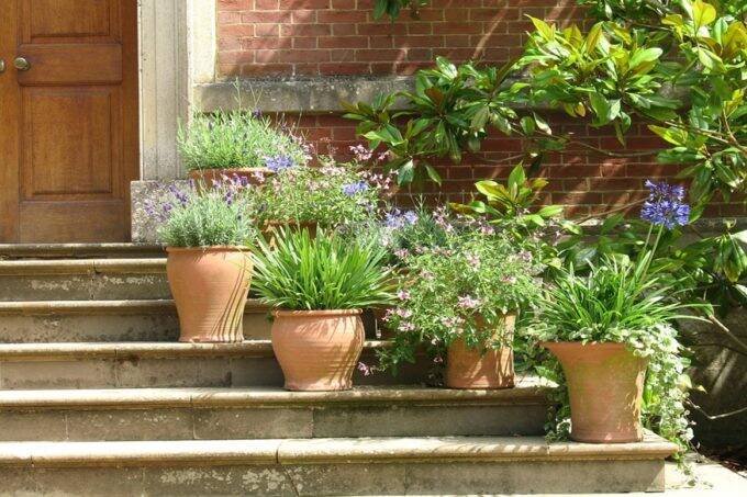 vastu tips, vastu tips for home, vastu tips for plant at home, vastu tips for increasing money,