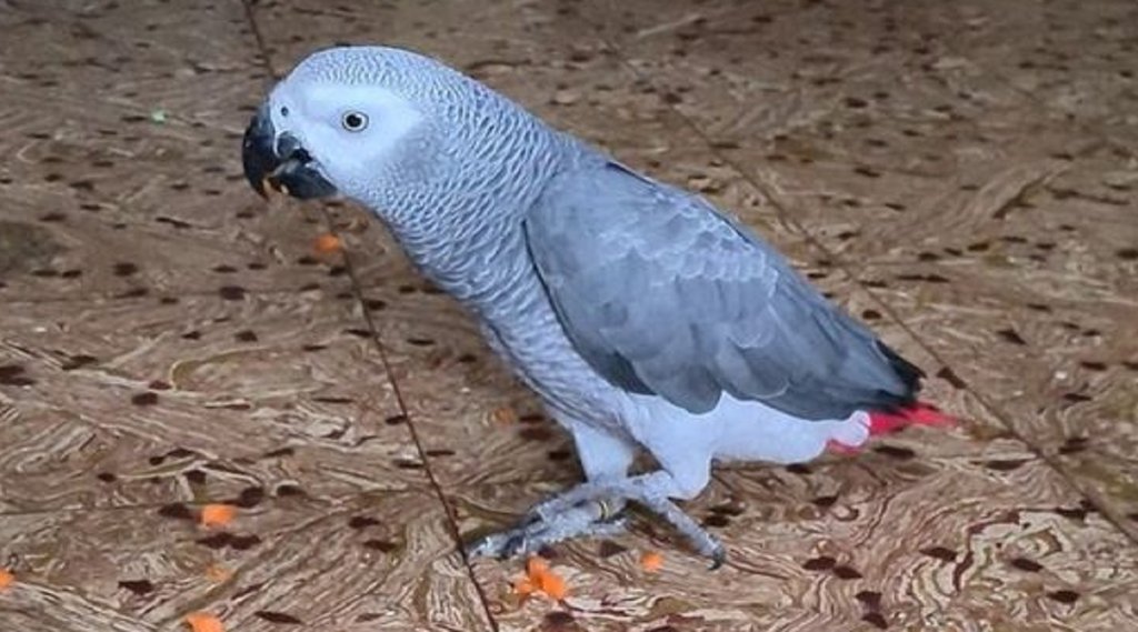 missing african grey parrot