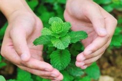 पिंपल्स की समस्या से हैं परेशान? स्किन केयर रूटीन में शामिल करें पुदीना के पत्ते