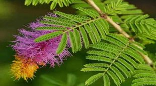 shami plant, vastu tips for home, vastu shastra for home, vastu tips for plant, vastu tips for office, vastu upay for money, vastu tips for money,
