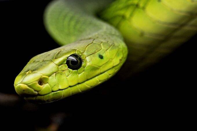 Snake Dream, sapne me saap dekhna, snake dream meaning, sapne me sanp dekhna,