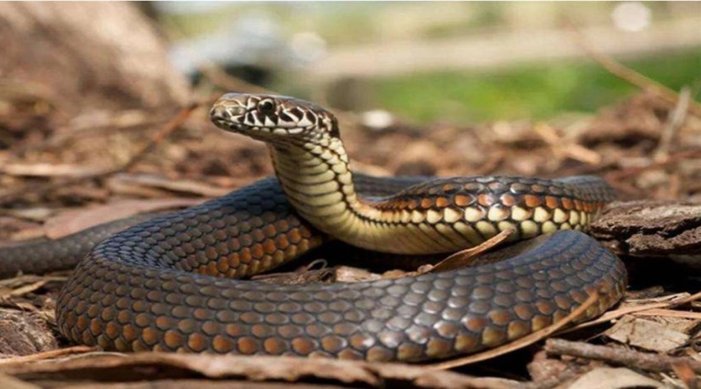 Snake Biting, Lifestyle, Lifestyle News