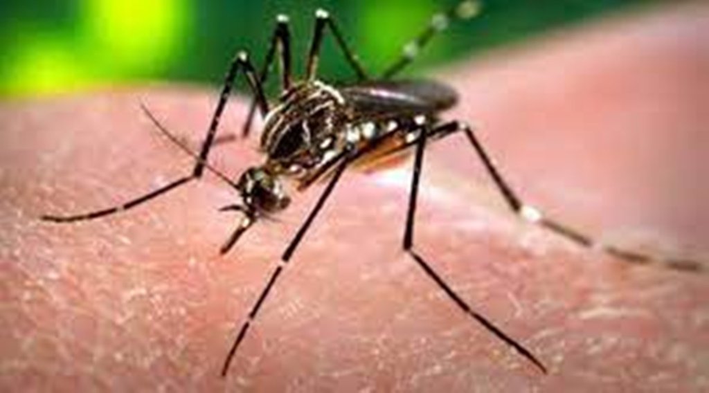 Dengue and severe dengue, Dengue fever, dengue Symptoms, Malaria