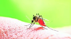 डेंगू बुखार से बचाव बरसात में जरूरी एहतियात