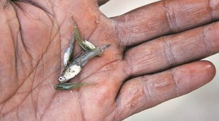 Gambusia Fish Express Photo By Jaipal Singh