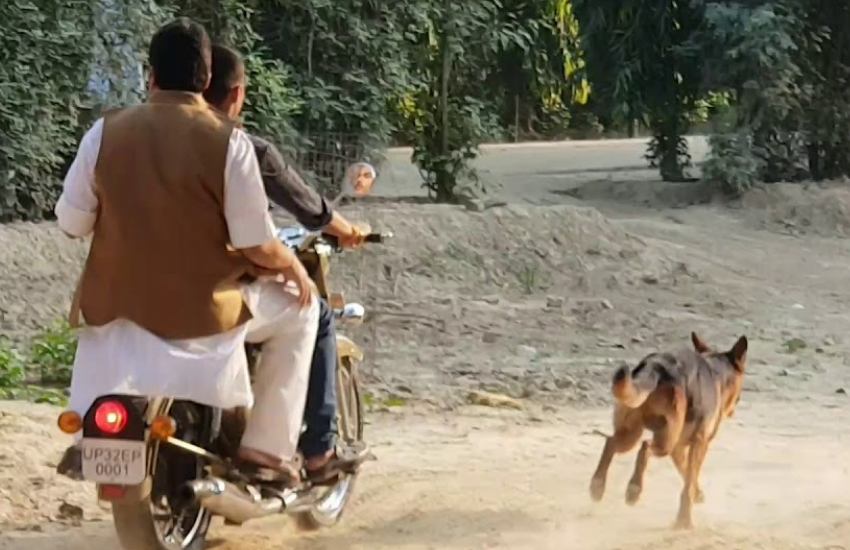 बेंती किले में करीब 12 से ज्यादा कुत्ते हैं। इनमें से कुछ ही छोटे हैं बाकि सारे कुत्ते शिकारी या स्निफर डॉग हैं। इसे भी पढ़ें- हिम्मत है तो हमारे संग राजा भैया खेंले फुटबॉल, जब अखिलेश यादव ने दी थी चुनौती