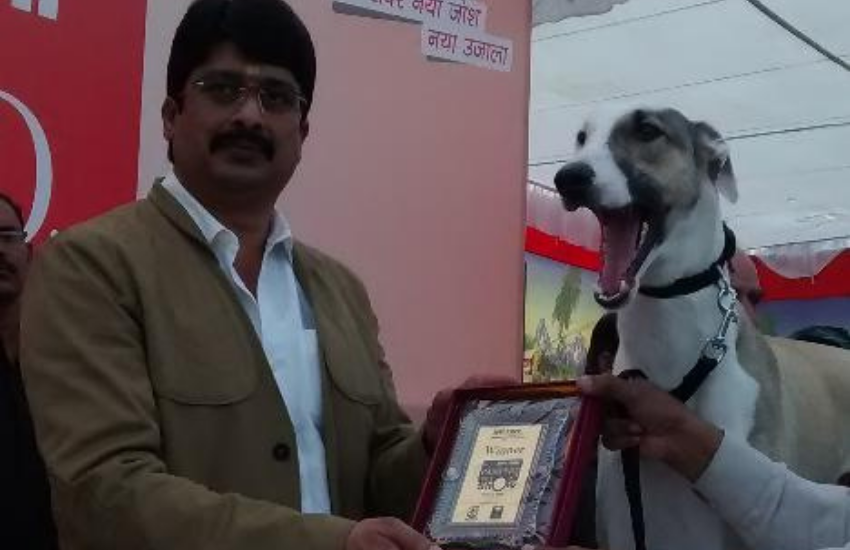 राजा भैया के कुत्ते डॉग शो में भी जाते हैं और खास बात ये है कि वे भी अपने मालिक की तरह हर शो जीतते हैं।