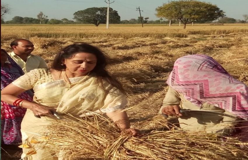 मथुरा में वह किसानों का हाल जानने के लिए खेतों तक गई थीं। हेमा ने कहा था कि अब कोई चोरी छुप्पे से फोटो खींच ले तो वह क्या करें।