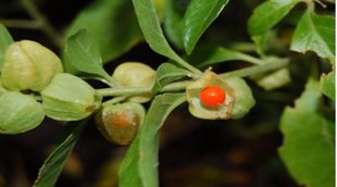 Diabetes, Blood Sugar Level, Ashwagandha Benefits