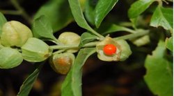 डायबिटीज के मरीज इस तरह करें अश्वगंधा का सेवन, ब्लड शुगर लेवल कंट्रोल करने में मिल सकती है मदद