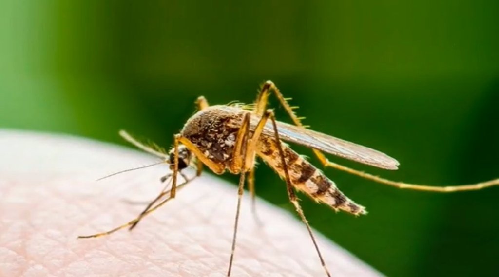 Lifestyle news, Insect Bite, Home Remedies For Insect Bite